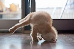 ginnastica micio1